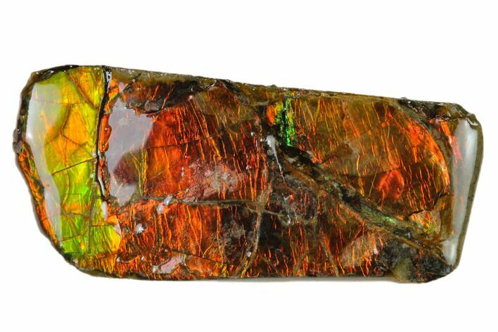 Iridescent Ammolite (Fossil Ammonite Shell) - Alberta, Canada #162439